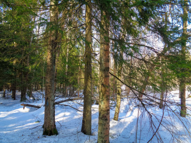 istock Beautiful wild and quiet forest in march under the blue sky and bright sun. High resolution. Nature of Eastern Europe 653847432