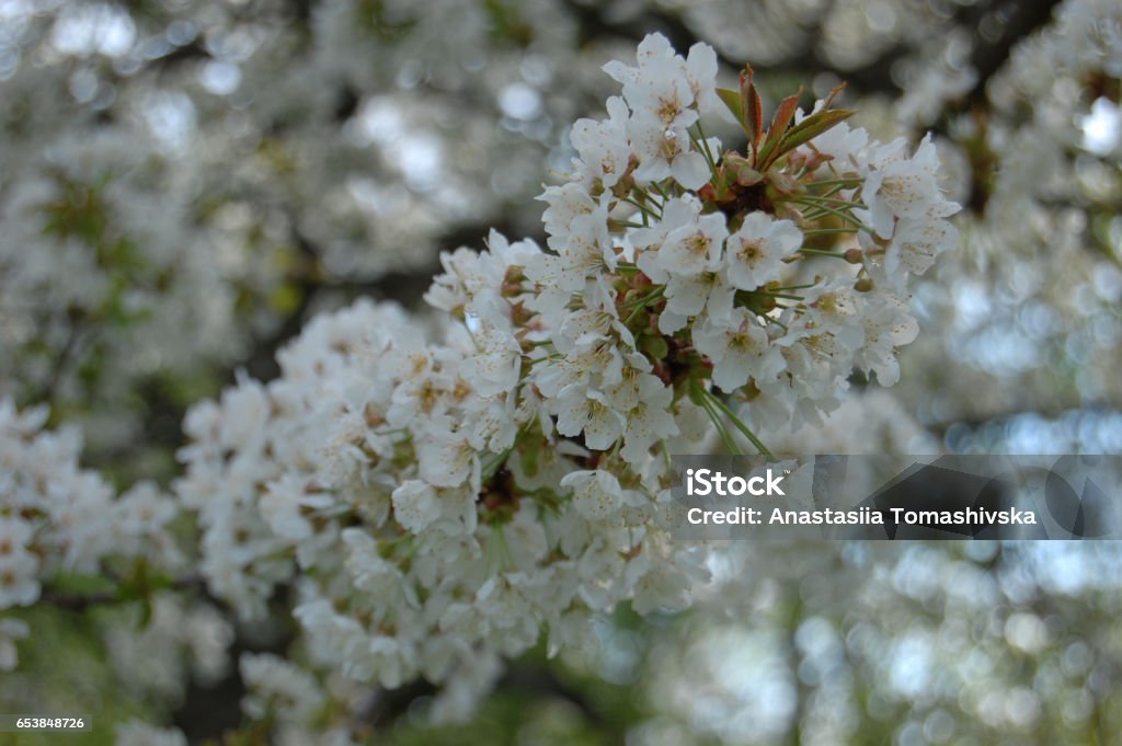 Flowering branch of a pear. Beautiful white flowers on a tree. Flower Stock Photo