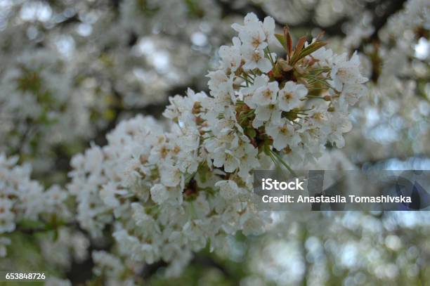 Flowering Branch Of A Pear Stock Photo - Download Image Now - Flower, Springtime, Agriculture