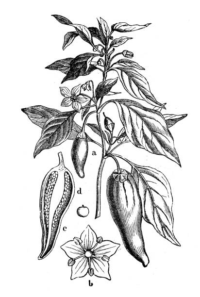 illustrazioni stock, clip art, cartoni animati e icone di tendenza di botanica piante antica illustrazione incisione: capsicum annuum (peperoni e peperoncini) - chili pepper illustrations