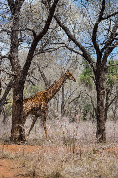 istock Giraffe Walking in the African Savannah, South Africa 653851114