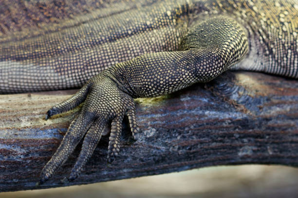istock Golden dragon foot 653851942