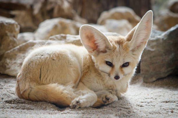 Fennec fox (Vulpes zerda) - fotografia de stock