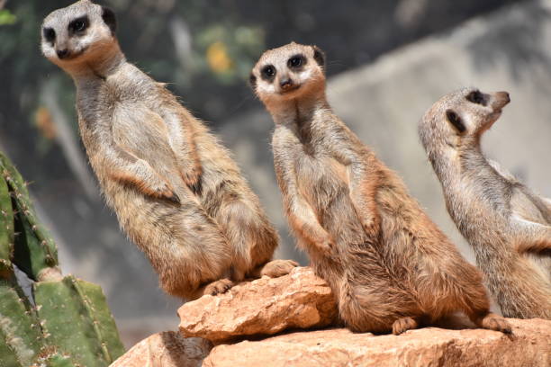 istock Kalahari Meerkats 653854602