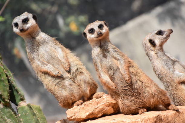istock Kalahari Meerkats 653854984