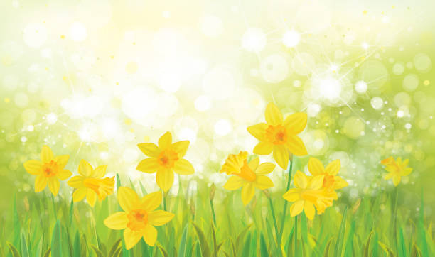 wektorowe kwiaty żonkili. - daffodil spring backgrounds sky stock illustrations