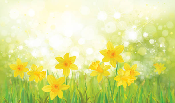 Vector   daffodil flowers. Vector  yellow daffodil flowers background. narcissus mythological character stock illustrations