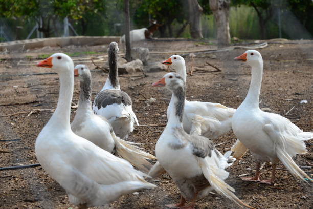 istock Goose - Geese in Spain 653855454
