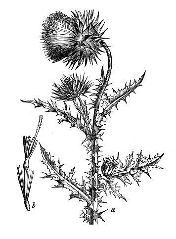Botany plants antique engraving illustration: Carduus nutans (musk thistle, nodding thistle or nodding plumeless thistle)