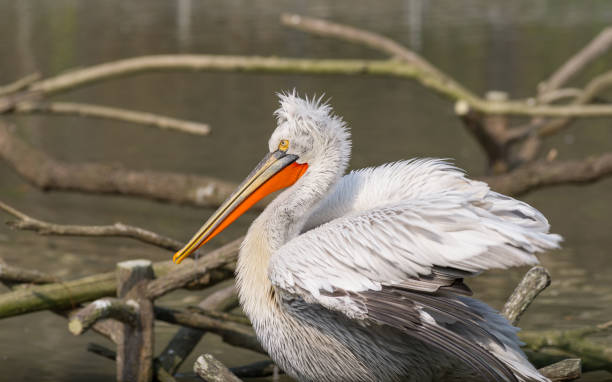 белый пеликан (pelecanus onocrotalus), также известный как восточный белый пеликан, розовый пеликан или белый пеликан - птица в семье пеликанов - pelican beak open bird стоковые фото и изображения