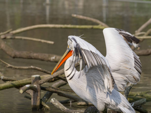 белый пеликан (pelecanus onocrotalus), также известный как восточный белый пеликан, розовый пеликан или белый пеликан - птица в семье пеликанов - pelican beak open bird стоковые фото и изображения