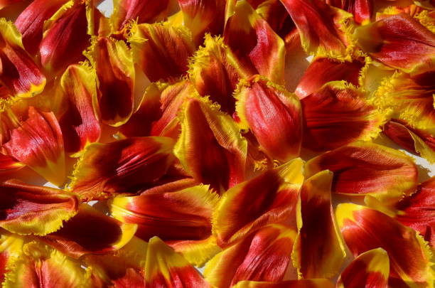 istock Background from petals of tulips. 653859694