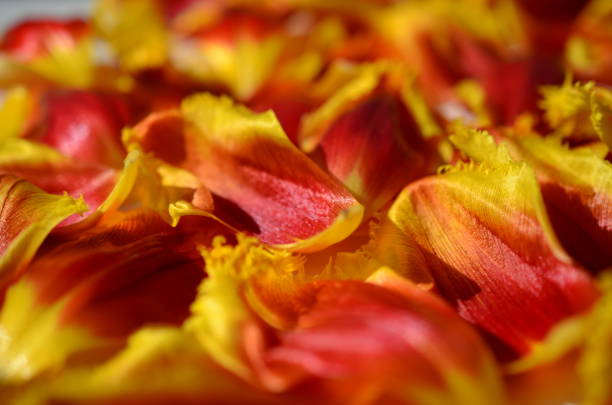 istock Background from petals of tulips. 653859754