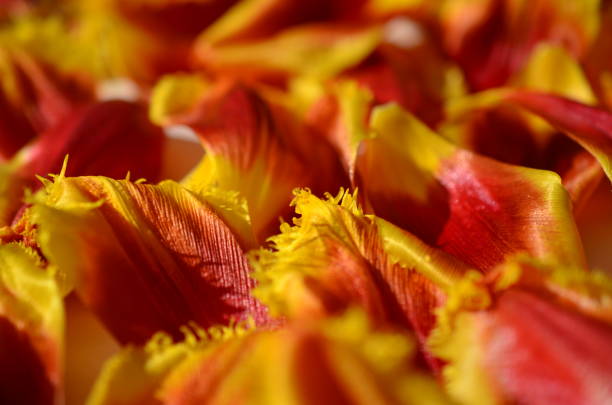 istock Background from petals of tulips. 653859756