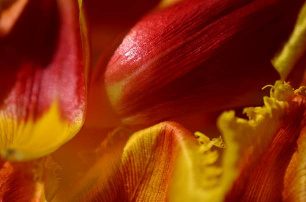 istock Background from petals of tulips. 653859766