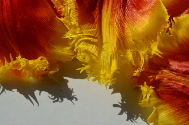 istock Background from petals of tulips. 653859816