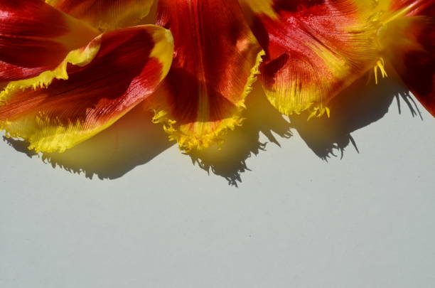 istock Background from petals of tulips. 653859828