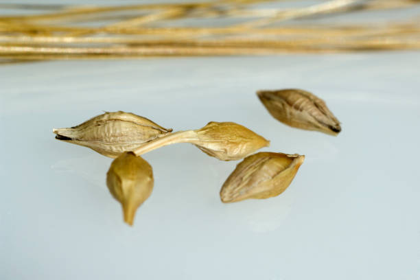 istock barley; Hordeum vulgare 653863538