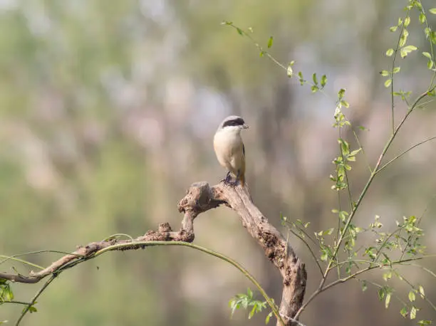 The long-tailed shrike or rufous-backed shrike or bull headed shrike.