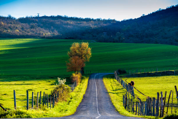 istock Horses grazing in green pasture 653865816