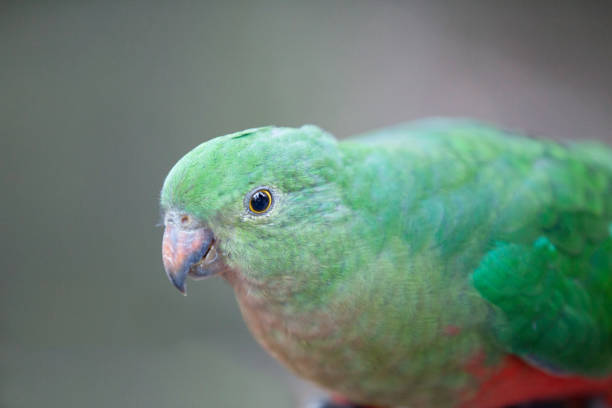 Australian king parrot Female Australian king parrot lory photos stock pictures, royalty-free photos & images