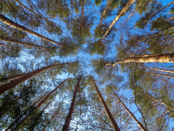 istock Beautiful wild and quiet forest in march under the blue sky and bright sun. High resolution. Nature of Eastern Europe 653868988
