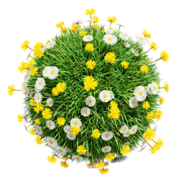 istock Natural grass arena with flowers isolated on white background 653869222