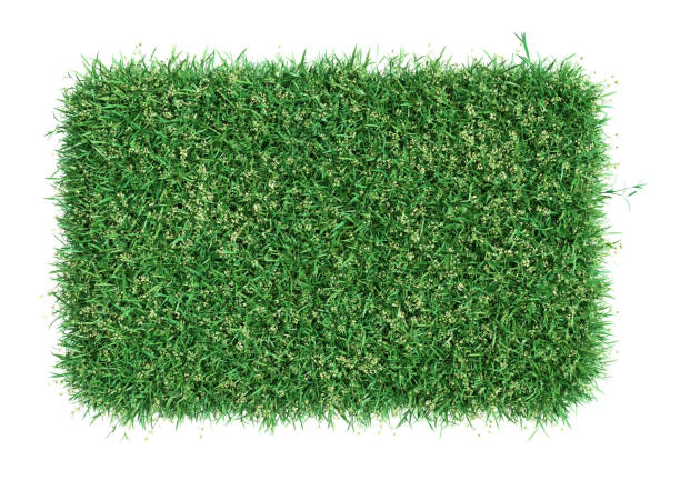 istock Square of green grass field over white background 653869234