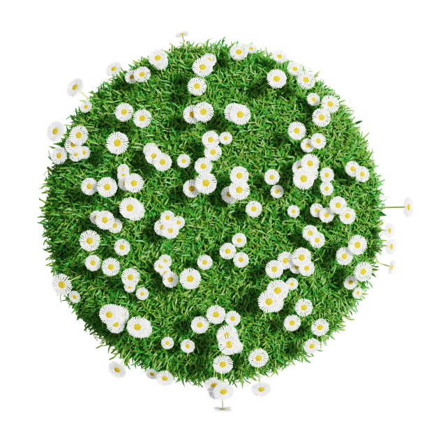 istock Natural grass arena with flowers isolated on white background 653869262