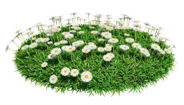 istock Natural grass arena with flowers isolated on white background 653869264