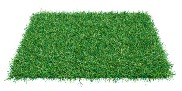 istock Square of green grass field over white background 653869486