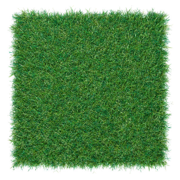 istock Square of green grass field over white background 653869494