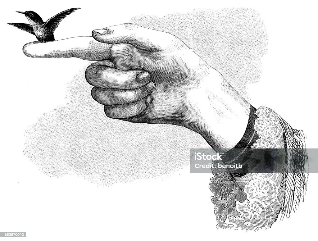 Hummingbird perched on finger Hummingbird perched on finger - scanned 1881 engraving Hand stock illustration