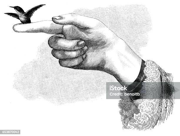 Hummingbird Perched On Finger Stock Illustration - Download Image Now - Hand, Women, Engraved Image