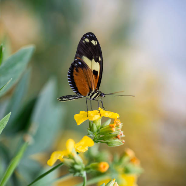 istock Stunning butterfly insect on vibrant yellow flower 653875330