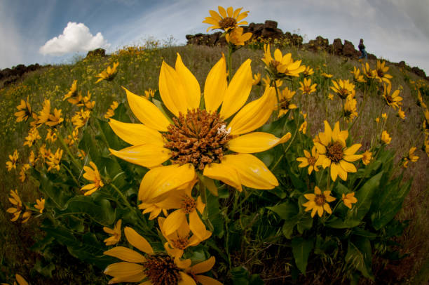 istock Wildflowers In The Spring 653875634