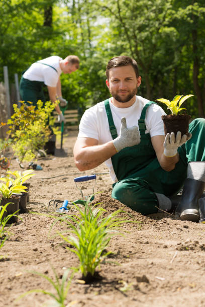 istock Gardener with a plant in his hand 653876682