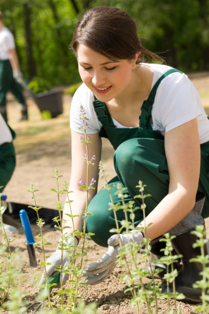 istock Female gardener placing new plants 653876746