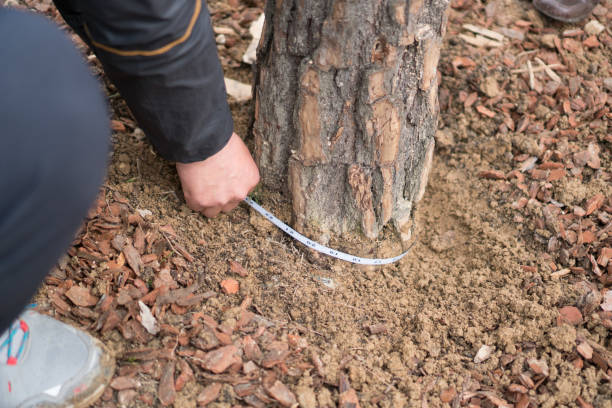 istock People measuring the thickness of trees 653876898