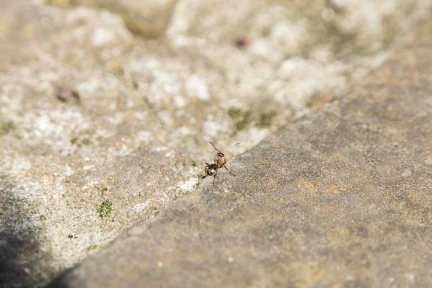istock Ant walk on the street in Spring. 653877680