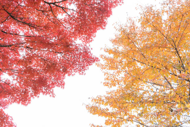 istock Beautiful autumn background with maple leaves 653878026