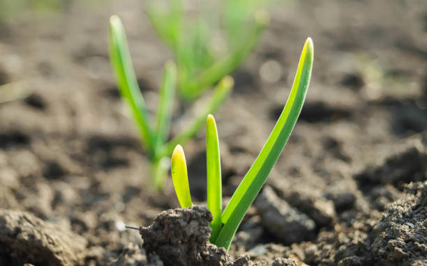 istock Garlic sprouts in the garden 653878412