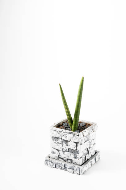 istock Decorative house plant - Sansevieria cylindrica 653879202
