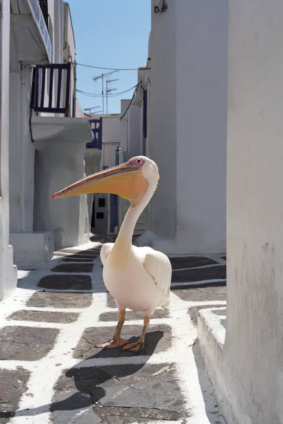 istock Pelican walking on the street. 653879352