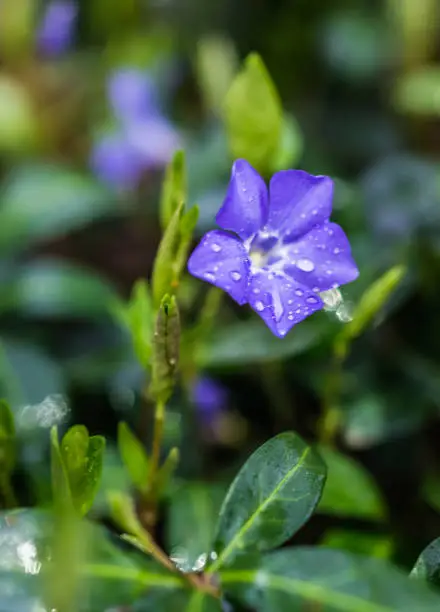 Macro closeup of blue periwinkle flower with water drops