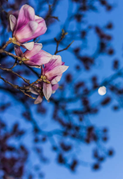 Magnolia flowers macro closeup against blue sky and moon