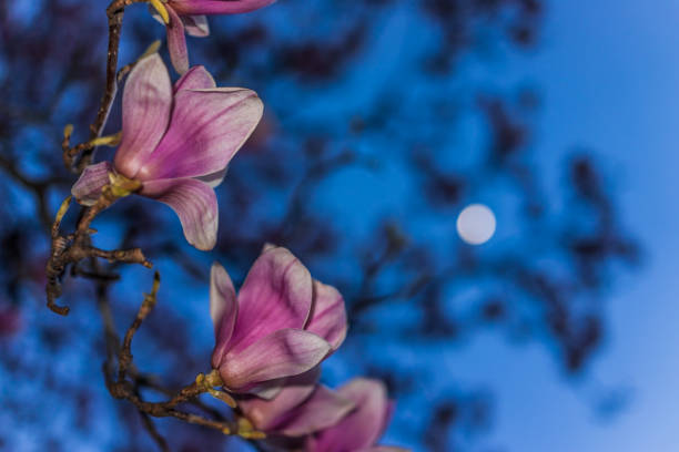 istock Magnolia flowers macro closeup against blue sky and moon 653882476