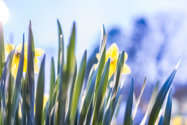 Many yellow daffodils viewed from behind with green leaves during sunset