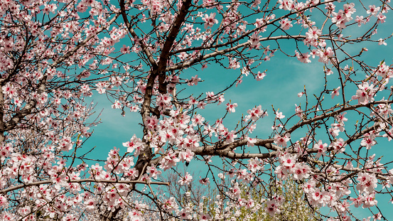 Almond trees in bloom in the Retiro park in Madrid, Spain