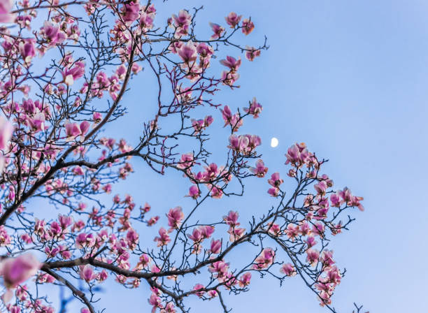 istock Magnolia flowers macro closeup against blue sky and moon 653883162